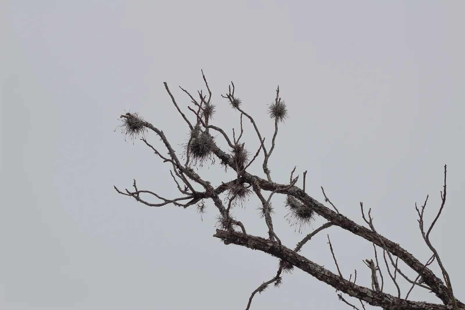 A bare dead branch holding several dried seed pods, silhouetted against a flat pale grey sky