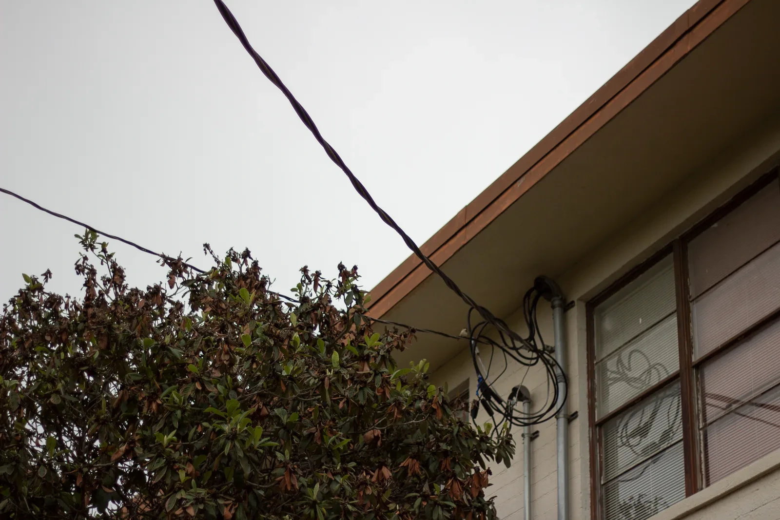 A power line running diagonally past the eave of the closed Lamar High School, an overgrown magnolia pressing against the windows below